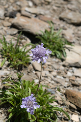 Scabiosa lacerifolia