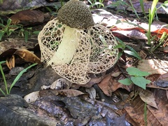 Phallus haitangensis