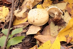 Clitocybe robusta