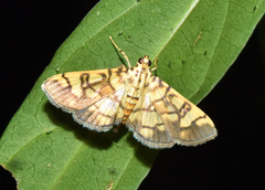 Pardomima distortana