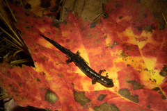 Plethodon richmondi