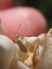 Liorhyssus hyalinus
