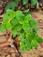 Pombalia calceolaria