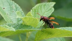 Rhynchium