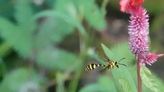 Phimenes flavopictus