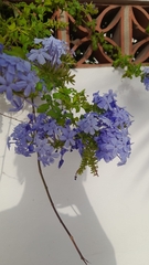Plumbago auriculata