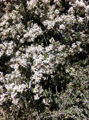Ceanothus pauciflorus