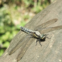 Orthetrum internum