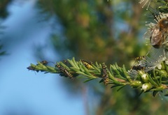 Chauliognathus sydneyanus