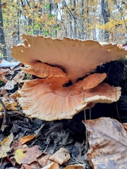 Laetiporus