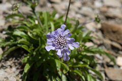 Scabiosa lacerifolia