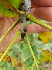 Fraxinus nigra
