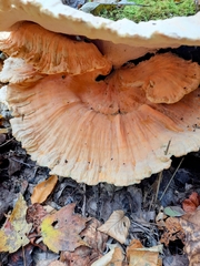 Laetiporus