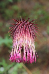 Cirsium ehrenbergii