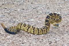 Crotalus molossus molossus