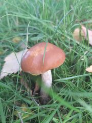 Cuphophyllus pratensis