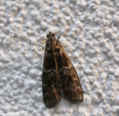 Euzophera ostricolorella