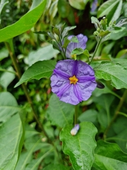 Solanaceae