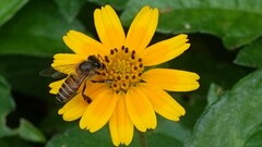Apis cerana indica