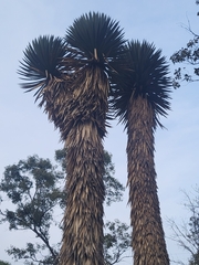 Yucca filifera