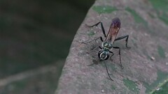 Chalybion bengalense