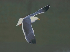 Larus fuscus graellsii