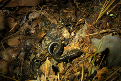Plethodon richmondi