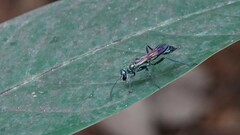 Chalybion bengalense