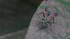 Chalybion bengalense