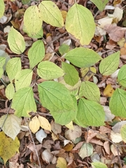 Philadelphus coronarius