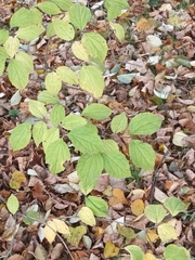 Philadelphus coronarius