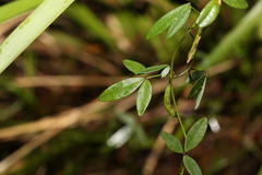 Glycine cyrtoloba