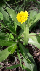 Calendula arvensis