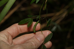 Glycine cyrtoloba