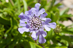 Scabiosa lacerifolia