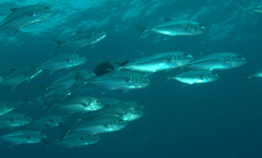 Caranx sexfasciatus
