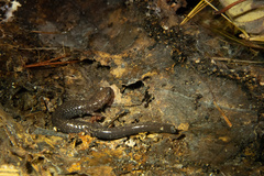Plethodon richmondi