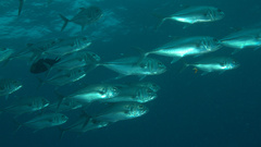 Caranx sexfasciatus
