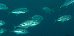 Caranx sexfasciatus