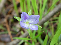 Veronica gracilis
