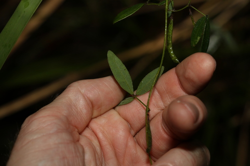 Image of Glycine cyrtoloba by (c) Greg Tasney, some rights reserved (CC BY-SA)