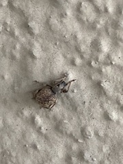 Otiorhynchus crataegi