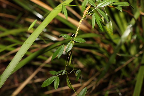 Image of Glycine cyrtoloba by (c) Greg Tasney, some rights reserved (CC BY-SA)