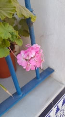 Pelargonium