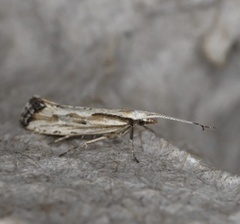 Plutella porrectella