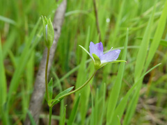 Veronica gracilis