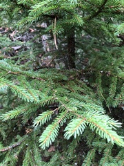 Picea rubens