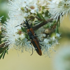 Stenoderus suturalis