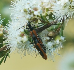 Stenoderus suturalis