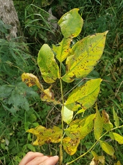 Fraxinus nigra
